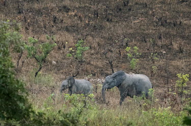 Forest elephants in the Lope National Park in Gabon. Gabon is home to more than half of the world's remaining 45,000 forest elephants. Their numbers have been decimated over the past decade by poachin...