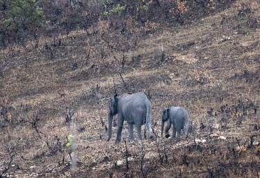 Forest elephants in the Lope National Park in Gabon.  Gabon is home to more than half of the world's remaining 45,000 forest elephants. Their numbers have been decimated over the past decade by poachi...
