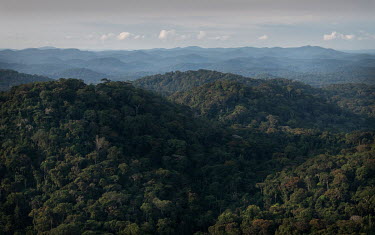 Dense forest in Gabon. Gabon is looking to refocus its national economy to sustainable forestry due to declining oil reserves. The Congo Basin rain forest covers 90% of the country and is known as the...