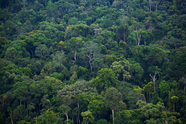 A forest canopy visible from the air in the Congo Basin rain forest in Gabon. Gabon is looking to refocus its national economy to sustainable forestry due to declining oil reserves. The Congo Basin ra...