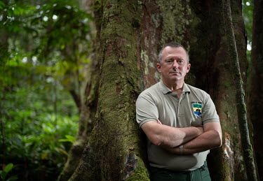 Lee White, former botanist and now Gabon's Minister for the Environment, stands next to an Okoume tree. The okoume tree (aucoumea klaineana) is a popular source of plywood due to its lightness and fle...