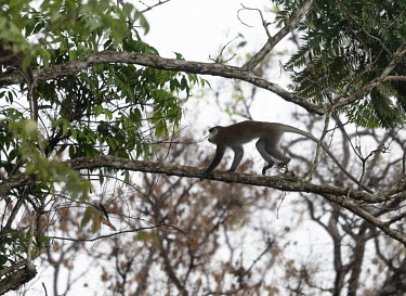 A monkey in a tree in Lope National Park in Gabon.