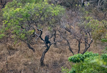 A chimpanzee in a tree in Lope National Park in Gabon.