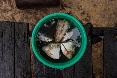 Piranha heads in a bucket in the Sao Rafael community on the banks of the Itacoai River. This community was visited by American Christian Baptist evangelical missionary Andrew Tonkin.