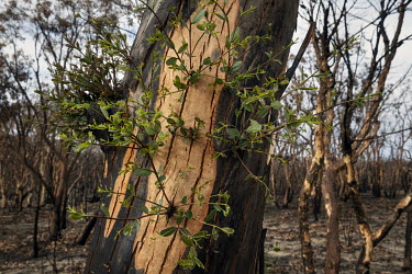 New shoots emerge from the burned bark of a tree near Bell. The December 21st outbreak of the Gospers Mountain Fire tore through the Blue Mountains northern communities of Clarence, Dargan and Bell.