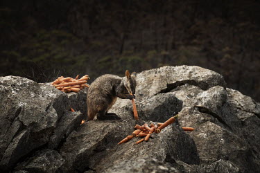 A brush-tailed rock-wallabies eat carrots dropped by National Parks and Wildlife Service staff to help the animals survive after the recent bushfires near Jenolan Caves.