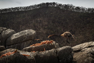 A brush-tailed rock-wallabies skips from rock to rock and eats carrots dropped by National Parks and Wildlife Service staff to help the animals survive after the recent bushfires near Jenolan Caves.