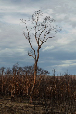 A lone burned tree in an area scarred by a massive bushfire near Bell. The December 21st outbreak of the Gospers Mountain Fire tore through the Blue Mountains northern communities of Clarence, Dargan...
