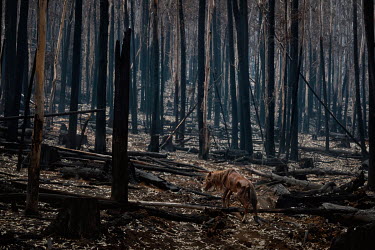 A dehydrated and emaciated wild horse known in Australia as a brumby stumbles over a burned tree in Bago State Forrest. The forest was decimated by the Dunns Road Fire.