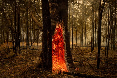 A burning tree close to a road cut off and destroyed by fire near Cambewarra.