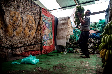 A banana seller unloads his products from a truck in a market in Quito.
