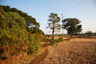 A path surrounding a forest around Robit Bahita. the outlying trees were once part of the canopy but are now isolated in encroaching farmland.