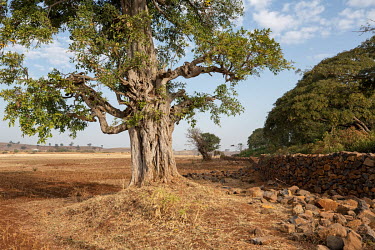 An outlying tree beside Bitsawit Mariam church, divided from surrounding fields by a conservation wall built by the local community to prevent loss of the forest.