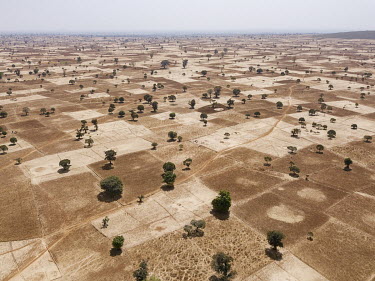 Trees scattered across farmland in West Gojam, near Lake Tana. In the past century, Ethiopia's native forests have declined by over 90%. Clearing for agriculture, settlements and construction has remo...