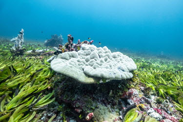 Corals in a seagrass meadow on the Saya de Malha bank in the Indian Ocean. The bank is thought to contain the world's largest seagrass meadow.