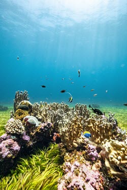 Seagrass and corals on the Saya de Malha Bank. The bank is one of the least explored places on the planet, and is home to what scientists believe is the world's largest seagrass meadow. A square kilom...