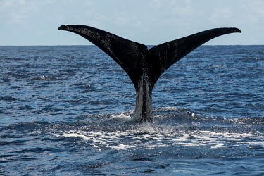 A sperm whale dives on the edge of the Saya de Malha Bank in the Indian Ocean.