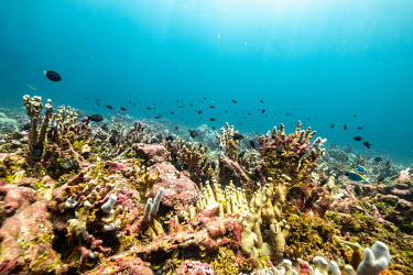 Fish swim over corals on the Saya de Malha Bank in the Indian Ocean, one of the world's least studied shallow tropical ecosystems.