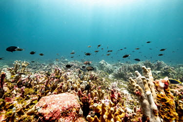 Fish swim over corals on the Saya de Malha Bank in the Indian Ocean, one of the world's least studied shallow tropical ecosystems.