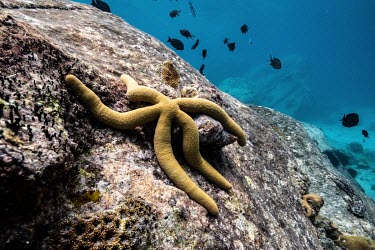 A starfish lies on a granite boulder off Mahe, Seychelles.