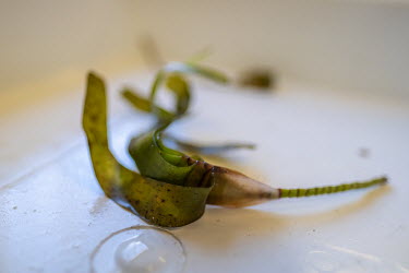 A sample of seagrass collected from the Saya de Malha Bank in the Indian Ocean.  The Saya de Malha Bank supports the world's largest seagrass meadow, which is also one of the biggest carbon sinks in t...