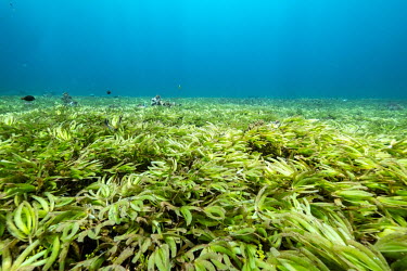Seagrass on the Saya de Malha Bank in the Indian Ocean. The bank is one of the least explored places on the planet, and is home to what scientists believe is the world's largest seagrass meadow. A squ...