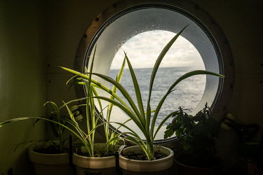 Potted plants by a porthole in the mess of the Greenpeace vessel Arctic Sunrise during an expedition to survey the Saya de Malha Bank in the Indian Ocean.