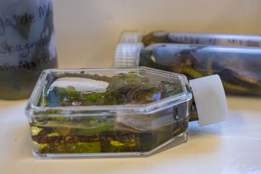 Seagrass samples collected from the Saya de Malha Bank in the Indian Ocean are seen preserved in ethanol in the lab of the Greenpeace vessel Arctic Sunrise.