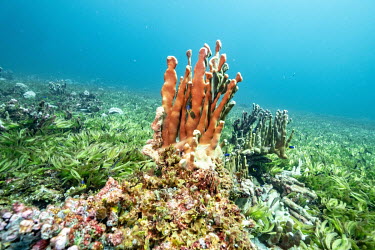 Seagrass and corals on the Saya de Malha Bank in the Indian Ocean. The bank is home to the world's largest seagrass meadow, but is one of the least studied shallow tropical ecosystems in the world. Se...