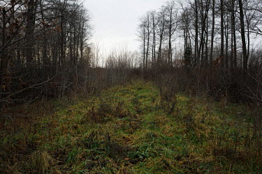 Forest near the state of emergency zone by the Belarussian border. Hundreds of migrants, mainly from Syria, Iraq and Afghanistan are stuck on both sides of this border.