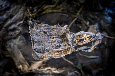 Wet wipes on the Thames foreshore at Battersea. These are regularly discharged along with raw sewage into the Thames. Hundreds of thousands of these accumulate on the banks at bends in the river.
