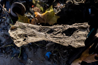Wet wipes on the Thames foreshore at Battersea. These are regularly discharged along with raw sewage into the Thames. Hundreds of thousands of these accumulate on the banks at bends in the river.