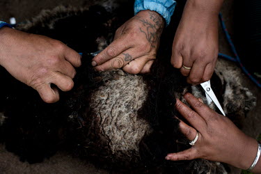 Gricelda Pupiales (30) and her husband cut their sheep's fleece with scissors.