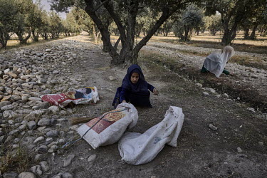 Girls scavenge for fallen olives in an olive orchard on the edge of Jalalabad. The withdrawal of foreign aid after the Taliban takeover of power has crippled the economy and lead to a humanitarian cri...