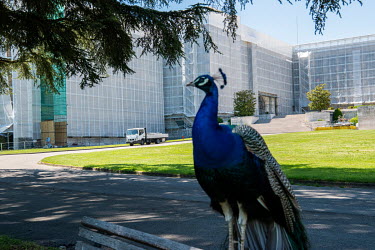 A resident peacock on a bench in the park of the Palais des Nations, the United Nations Office at Geneva, which is being wrapped for renovation, part of an $800 million project.