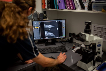 Seabird veterinarian David Roberts looks at a penguin x-ray on a computer screen in the hospital at the Southern African Foundation for the Conservation of Coastal Birds.