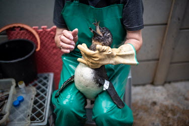 A penguin recovering from a wing injury swallows a sardine at the Seabird and Penguin Rescue Center (SAPREC).