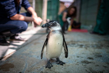 Mambo, a juvenile African penguin, photographed after the morning meal at Seabird and Penguin Rehabilitation Centre (SAPREC).