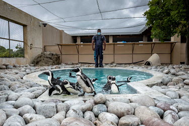 African penguins emerge from the swimming pool after one of their three daily enforced swims at the African Penguin and Seabird Sanctuary (APSS).