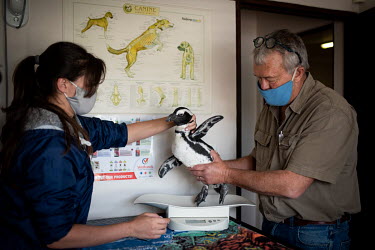 Bumble, a penguin with a foot infection, is examined by veterenarian Henk Basson.
