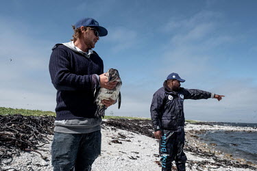 Dickie Chivell of the African Penguin and Seabird Sanctuary (APSS) holds a sick penguin during a recue mission to Dyer Island. The bird was suffering from an increasingly common ailment, known to loca...