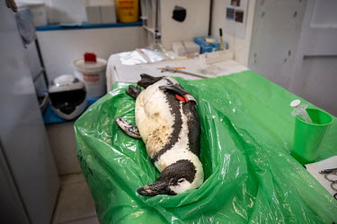 The body of an African penguin lies on a necropsy table in the post mortem room of the Southern African Foundation for the Conservation of Coastal Birds. The bird was euthanised after a foot infection...