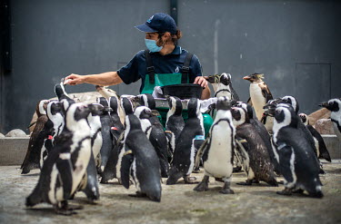A staff member feeds resident penguins at the Southern African Foundation for the Conservation of Coastal Birds.