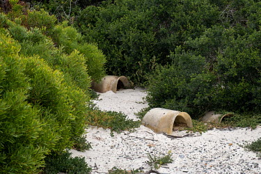 Artificial penguin nesting boxes at Boulders Beach.