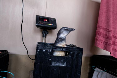A young penguin is weighed before being fed at the African Penguin and Seabird Sanctuary (APSS).