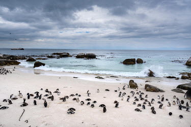 African penguins at Boulders Beach in the suburb of Simon's Town.
