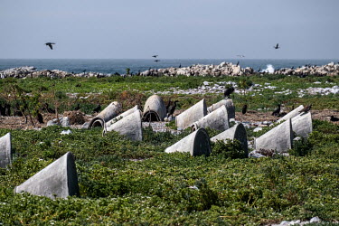 Artificial nesting boxes for African penguins are seen on Dyer Island. Historically, penguins nested in burrows within thick layers of guano, but since the guano was stripped away for fertiliser in th...