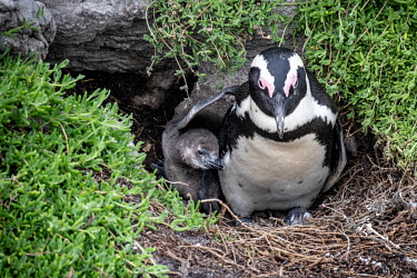 An African penguin shields her chick with her wing at the Stony Point colony. Due to the plethora of convergent threats posed by the modern world, barely one in three chicks survives to adulthood. In...