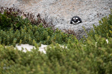 An African penguin lies on a rock at Boulders Beach on the edge of Cape Town.