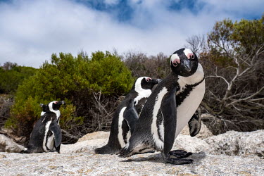 African penguins sit on a rock at Boulders Beach.